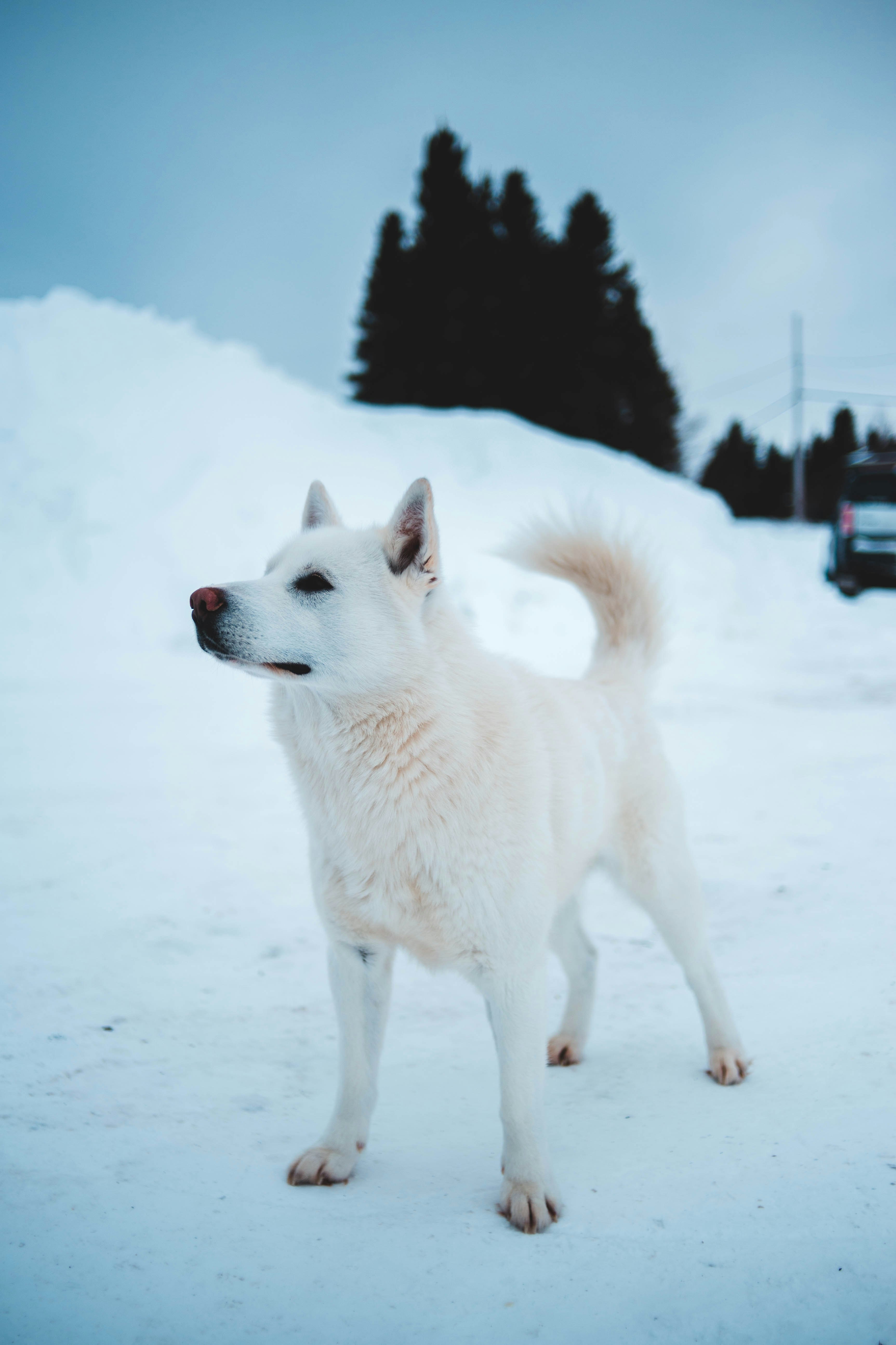 white coated dog